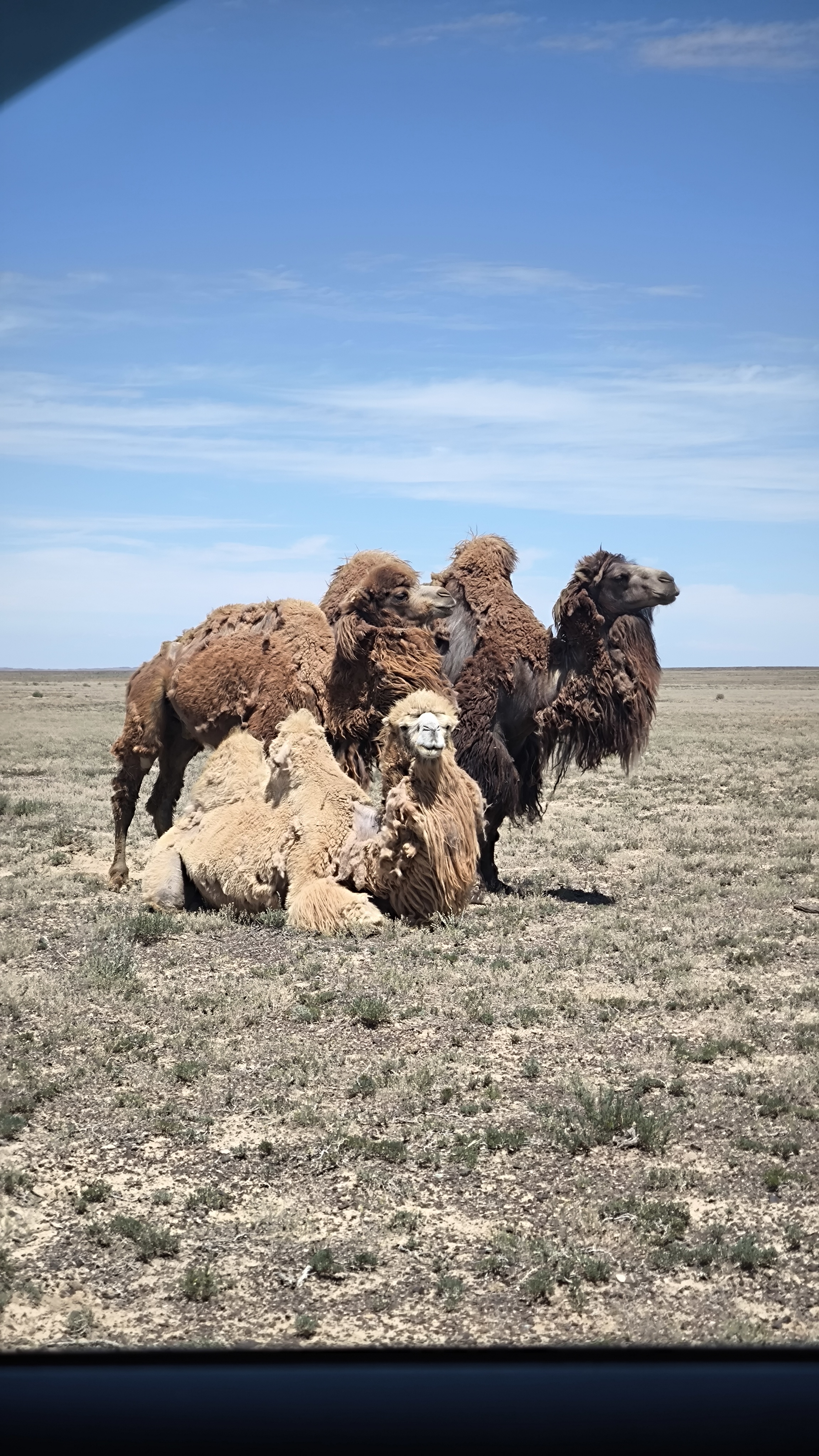 Каньон Чарын