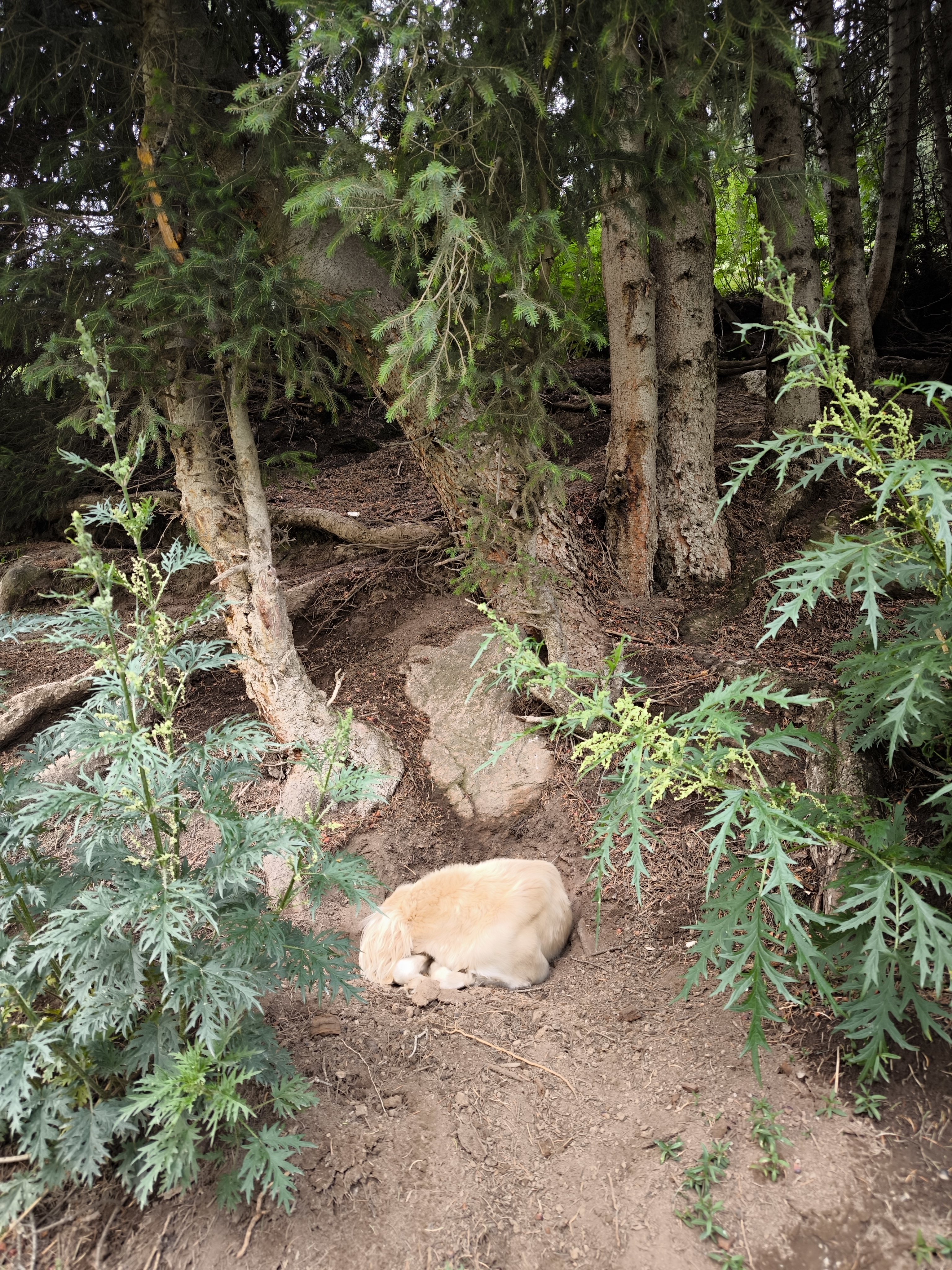 Лесная жизнь